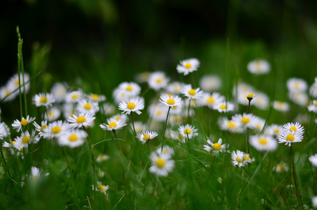 Which Flowers are Best for Your Eco-friendly Garden?